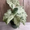 Alocasia Macrorrhiza Camouflage Variegated Live Plant in 6" Pot - Rare Indoor Houseplant - Cannot ship to CA - Image 1