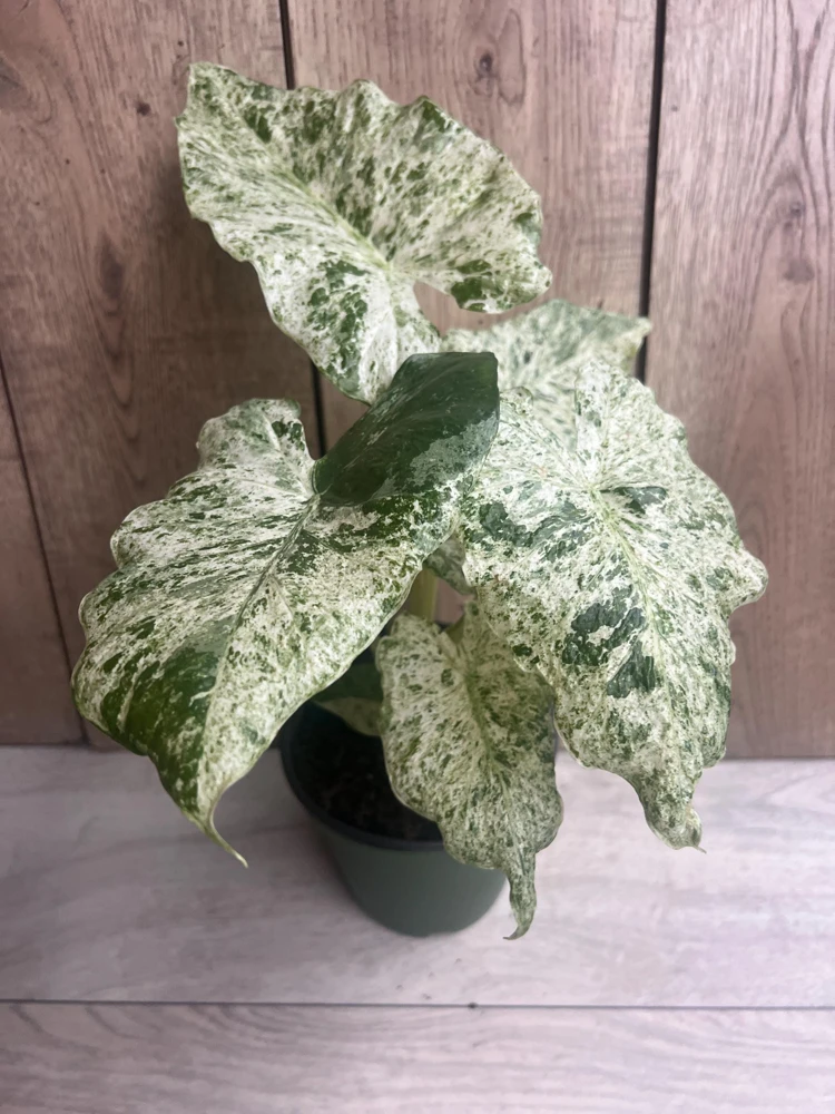 Alocasia Macrorrhiza Camouflage Variegated Live Plant in 6" Pot - Rare Indoor Houseplant - Cannot ship to CA - Image 1