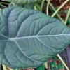 Alocasia Maharani Live Plant - 4" Growing Pot - Indoor Jewel Alocasia - Image 1