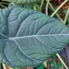 Alocasia Maharani Live Plant – 4 Inch Potted Houseplant – Indoor Tropical - Image 1