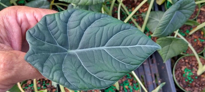Alocasia Maharani Live Plant – 4 Inch Potted Houseplant – Indoor Tropical - Image 1