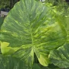 Alocasia Odora Gageana Aurea Variegated Live Plant - 4" Pot, Indoor/Outdoor - Image 1