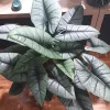 Alocasia Platinum Jewel Live Plant - Metallic Blue Potted Houseplant - Image 1