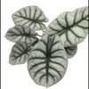 Alocasia Silver Dragon Live Plant - Exotic Indoor Houseplant, Starter Plant - Image 1