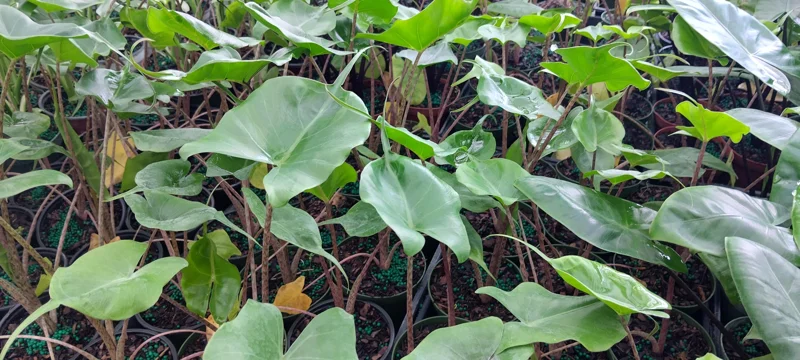 Alocasia Stingray Live Plant - 4 inch Pot Tropical Houseplant - Image 2