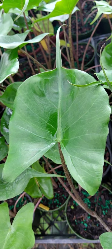 Alocasia Stingray Live Plant - 4 inch Pot Tropical Houseplant - Image 1
