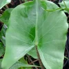 Alocasia Stingray Live Plant – 4 inch Pot – Unique Tropical Houseplant - Image 1