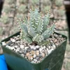 Aloe Erinacea Live Plant - Hedgehog Succulent in 4-inch Pot, Rare Indoor/Outdoor - Image 1