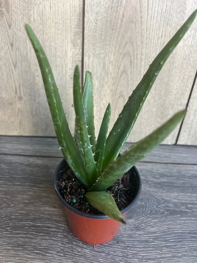 Aloe Vera Live Plant – 4 inch Potted Succulent – Easy Care Indoor Houseplant - Cannot ship to CA - Image 2