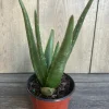 Aloe Vera Live Plant – 4 inch Potted Succulent – Easy Care Indoor Houseplant - Cannot ship to CA - Image 1