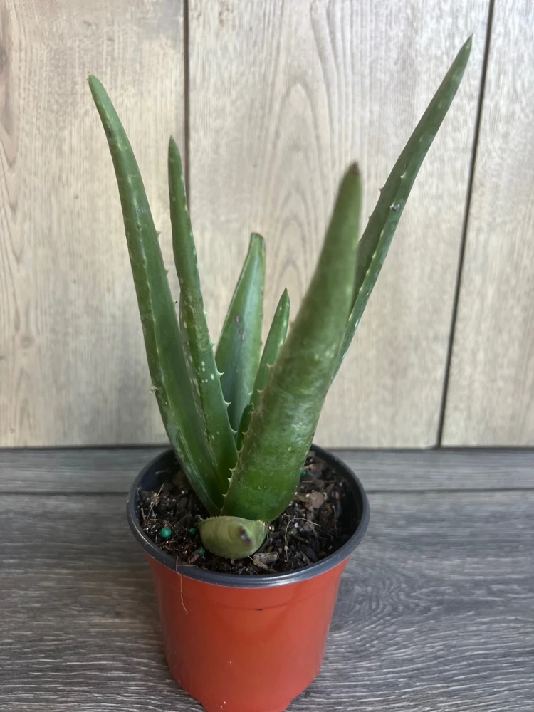 Aloe Vera Live Plant – 4 inch Potted Succulent – Easy Care Indoor Houseplant - Cannot ship to CA - Image 1