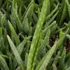 Aloe Vera Live Plant – Medicinal Houseplant – 2 inch Pot – Indoor/Outdoor - Image 1