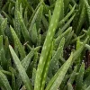 Aloe Vera Live Plant - Medicinal Houseplant in 4-inch Pot - Image 1