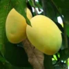 Alphonso Mango Tree Live Plant, Grafted, 3 Gallon Pot, Outdoor Fruit Tree - Cannot ship to CA - Image 1