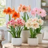 Amaryllis Live Plants - Pack of 2 Mixed Color Bulbs, 4-8 Inch Tall, Perennial for Garden Planting - Image 1