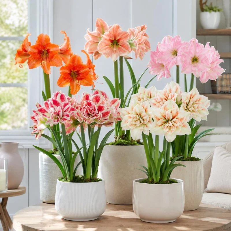 Amaryllis Live Plants - Pack of 2 Mixed Color Bulbs, 4-8 Inch Tall, Perennial for Garden Planting - Image 1
