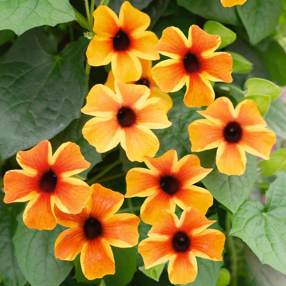 Amber Stripes Black Eyed Susan Vine Live Plant - Thunbergia alata - Image 2