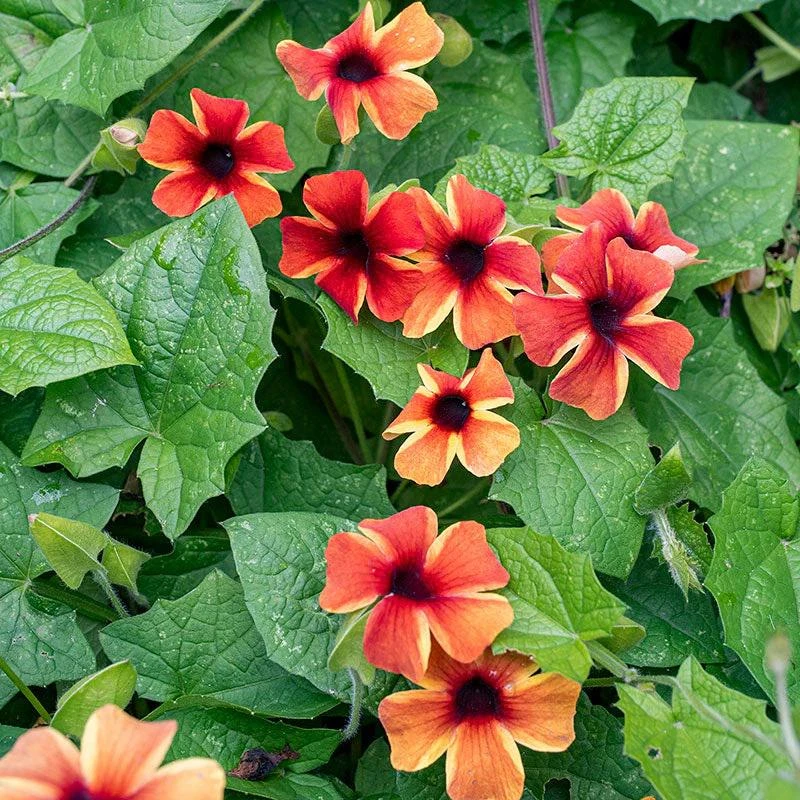 Amber Stripes Black Eyed Susan Vine Live Plant - Thunbergia alata - Image 1