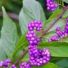 American Beautyberry Live Plant – Deciduous Shrub – 4 inch Pot – Outdoor - Cannot ship to CA - Image 1
