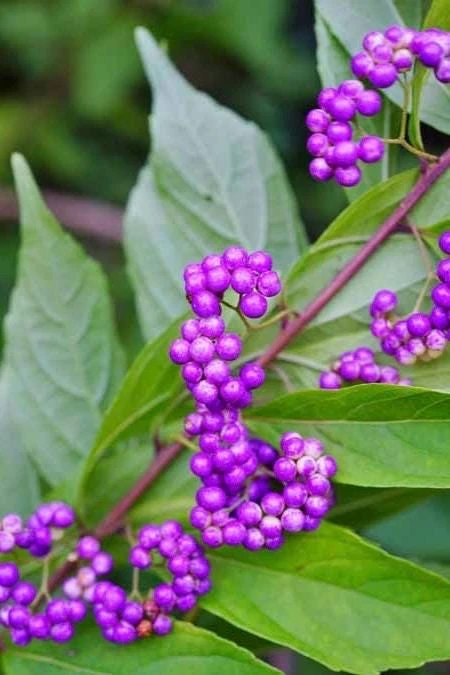 American Beautyberry Live Plant – Deciduous Shrub – 4 inch Pot – Outdoor - Cannot ship to CA - Image 1