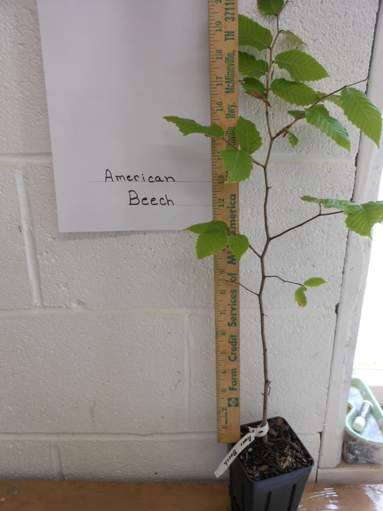 American Beech Tree Quart Pot - Live Fagus Grandifolia Plant Outdoor - Image 2