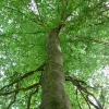 American Beech Tree Quart Pot - Live Fagus Grandifolia Plant Outdoor - Image 1