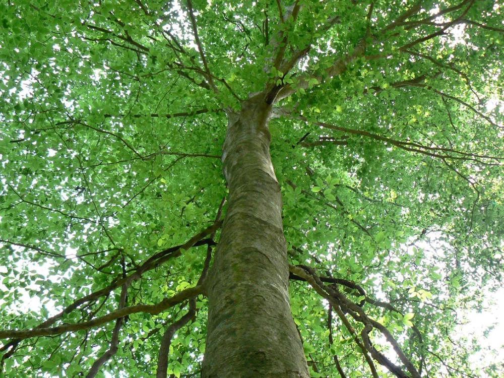 American Beech Tree Quart Pot - Live Fagus Grandifolia Plant Outdoor - Image 1