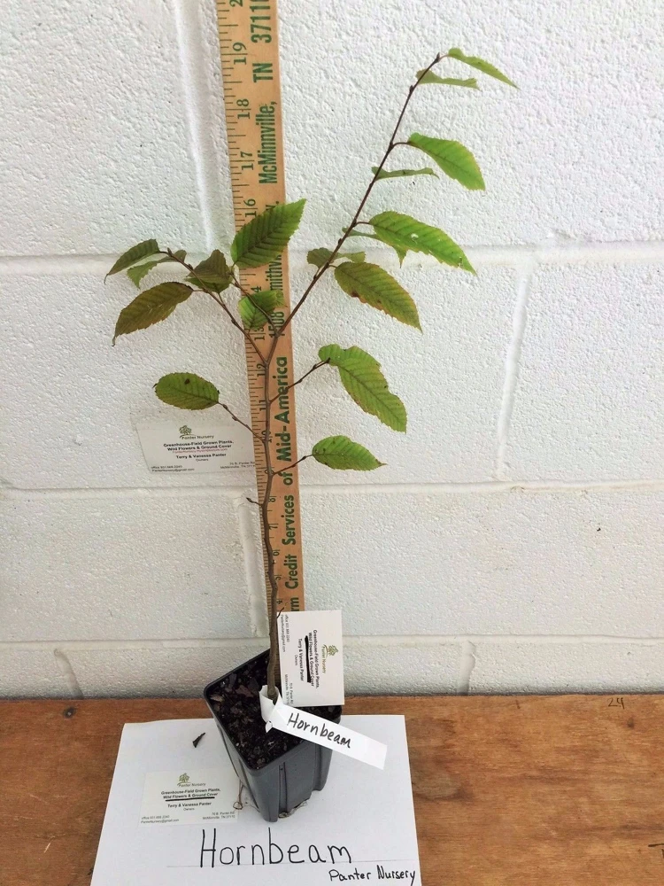 American Hornbeam Tree – Live Plant – Carpinus caroliniana – Quart Pot – Outdoor - Image 2