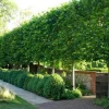 American Hornbeam Tree – Live Plant – Carpinus caroliniana – Quart Pot – Outdoor - Image 1