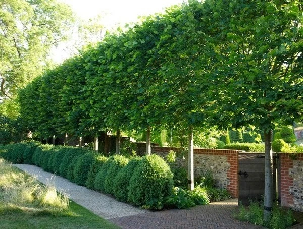 American Hornbeam Tree – Live Plant – Carpinus caroliniana – Quart Pot – Outdoor - Image 1
