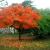 American Persimmon Tree Live Plant – Quart Pot – Diospyros virginiana – Outdoor Fruit Tree - Image 1