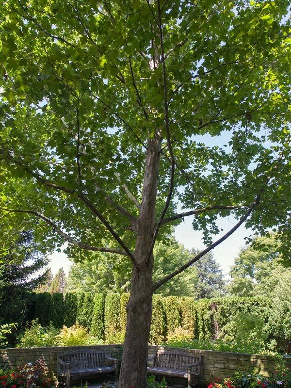 American Sycamore Live Tree – Platanus occidentalis – Quart Pot - Image 2