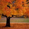 American Sycamore Live Tree – Platanus occidentalis – Quart Pot - Image 1