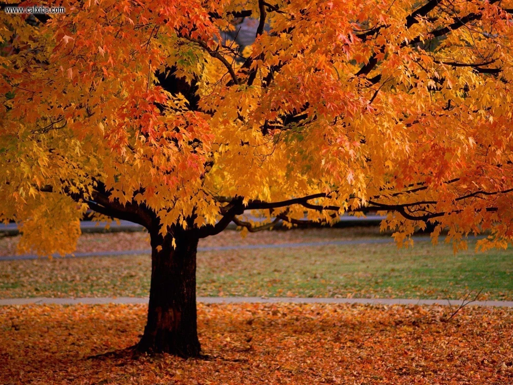 American Sycamore Live Tree – Platanus occidentalis – Quart Pot - Image 1