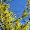 American Witch Hazel Live Plant – Hamamelis virginiana – 4 inch pot - Image 1
