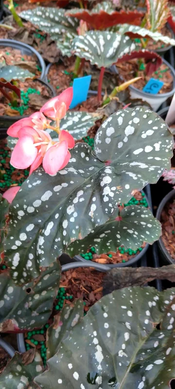 Angel Wing Begonia 'Citizen Pink' Live Plant - 3.25" Pot, Pink Flowers, Indoor - Image 2