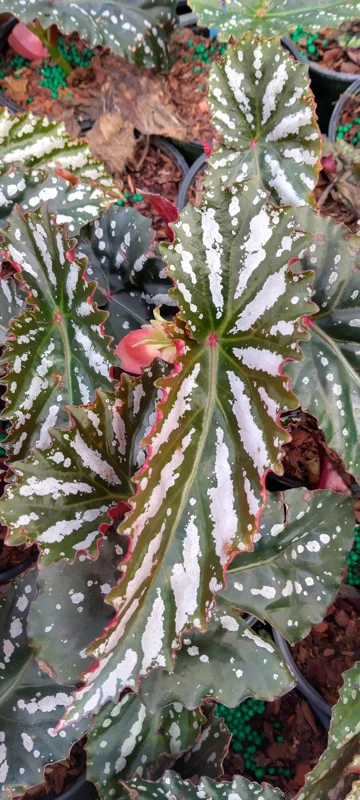 Angel Wing Begonia 'Citizen Pink' Live Plant - 3.25" Pot, Pink Flowers, Indoor - Image 1