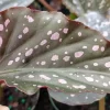Angel Wing Begonia Dottie Live Plant – Pink Spots – 3.25 inch Pot – Indoor - Image 1