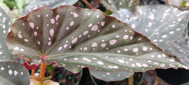 Angel Wing Begonia Dottie Live Plant – Pink Spots – 3.25 inch Pot – Indoor - Image 1