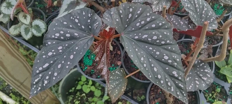 Angel Wing Begonia Dottie Live Plant – Pink Spots – 3.25 inch Pot – Indoor - Image 2