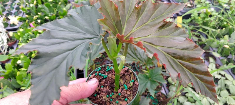 Angel Wing Begonia 'Irene Moss' Live Plant - Cane Begonia, 3.25" Pot - Image 2