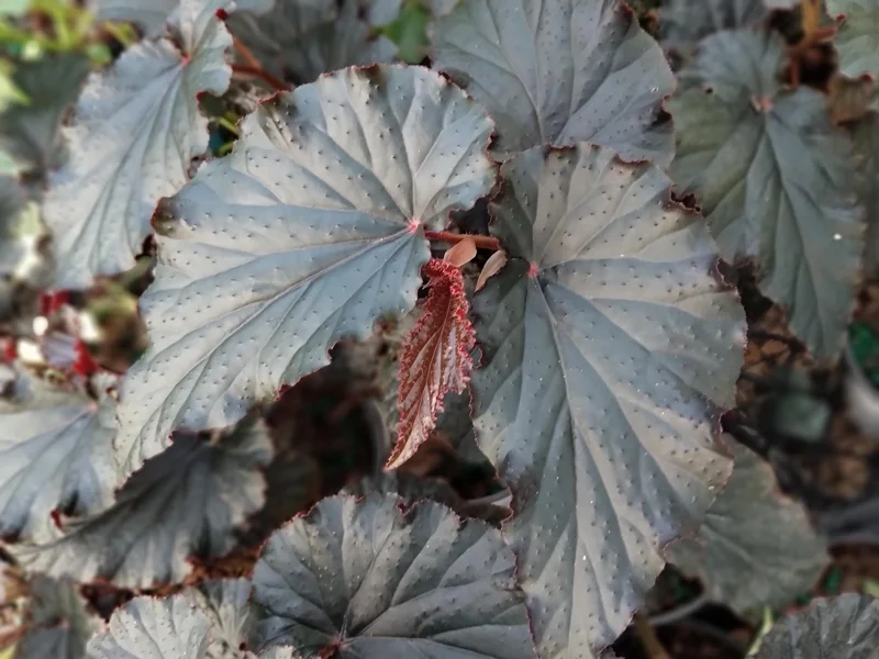 Angel Wing Black Begonia Live Plant - 4 inch Pot - Rare Tropical Houseplant - Image 2