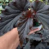 Angel Wing Black Begonia Live Plant - 4 inch Pot - Rare Tropical Houseplant - Image 1