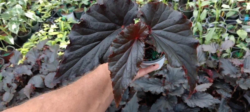 Angel Wing Black Begonia Live Plant - 4 inch Pot - Rare Tropical Houseplant - Image 1