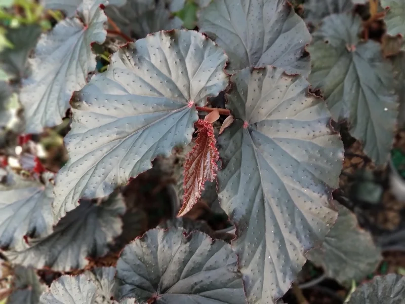 Angel Wing Black Begonia Live Plant - 4 inch Tall Starter, Tropical Shade Lover - Image 2