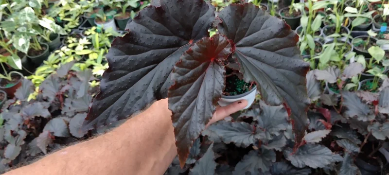Angel Wing Black Begonia Live Plant - 4 inch Tall Starter, Tropical Shade Lover - Image 1