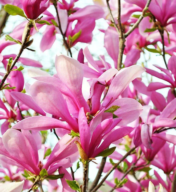 Ann Magnolia Live Plant – 1 Gallon Pot Shrub – Outdoor Flowering Tree - Image 2