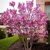 Ann Magnolia Live Plant – 2.5 inch Pot – Deciduous Shrub for Garden - Image 1