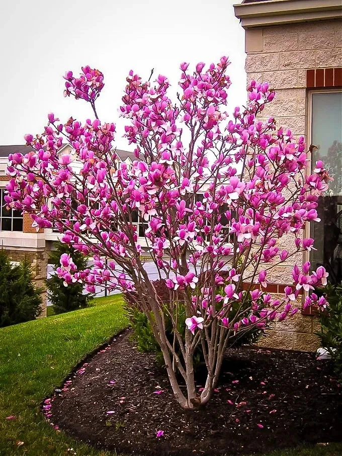 Ann Magnolia Live Plant – 2.5 inch Pot – Deciduous Shrub for Garden - Image 1