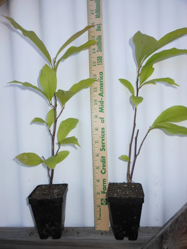 Ann Magnolia Live Plant – 2.5 inch Pot – Deciduous Shrub for Garden - Image 2
